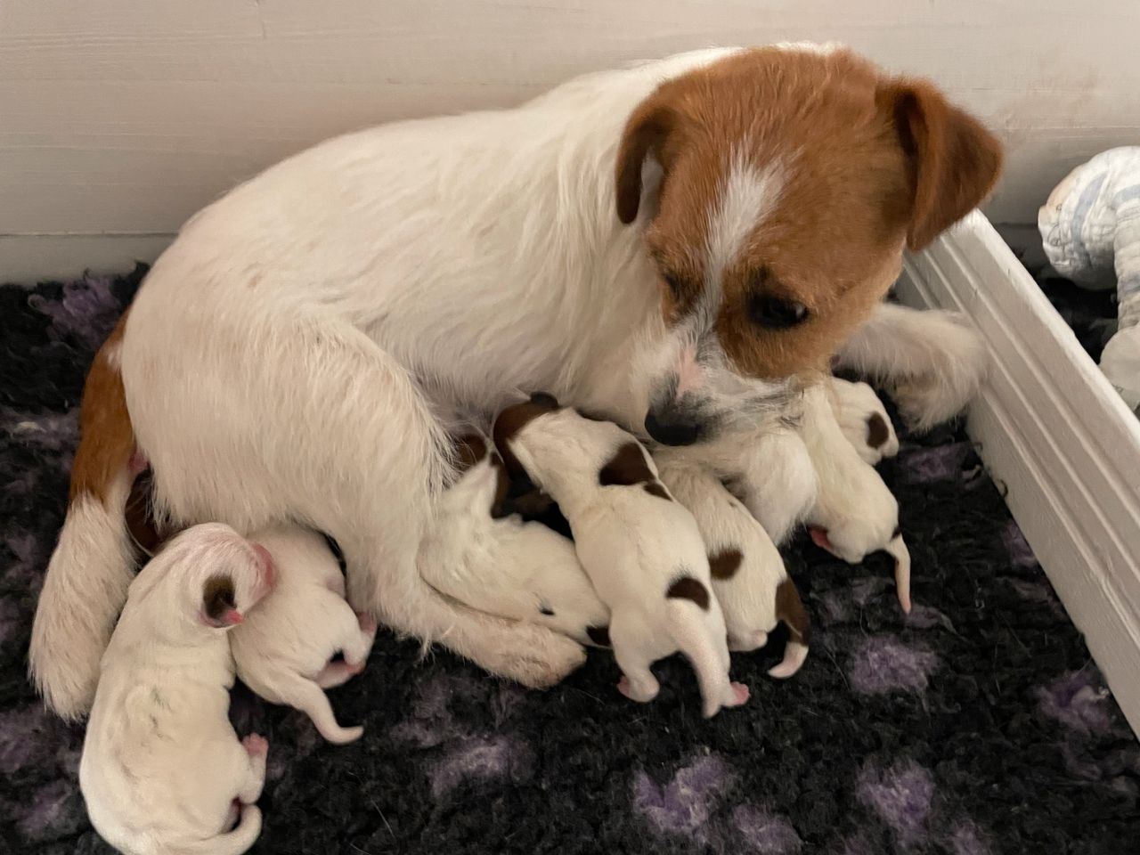 Jack russell terrier