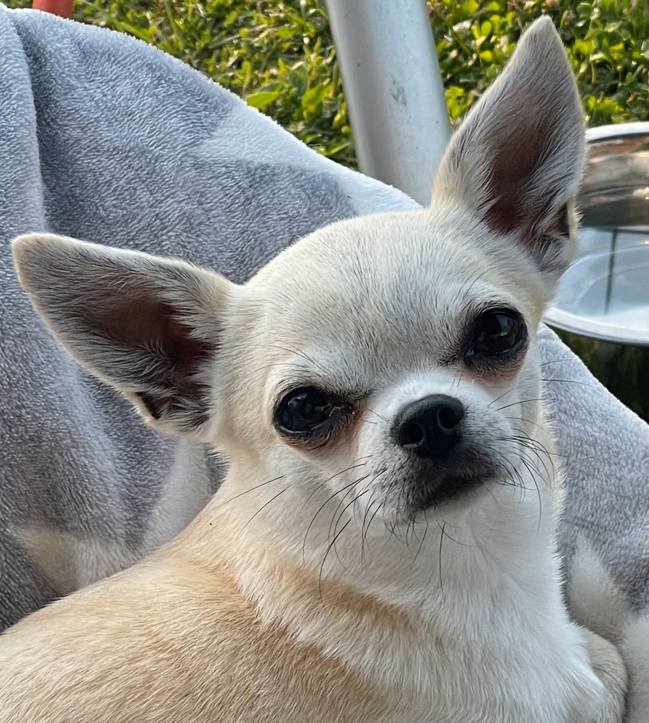 Chihuahua korthåret