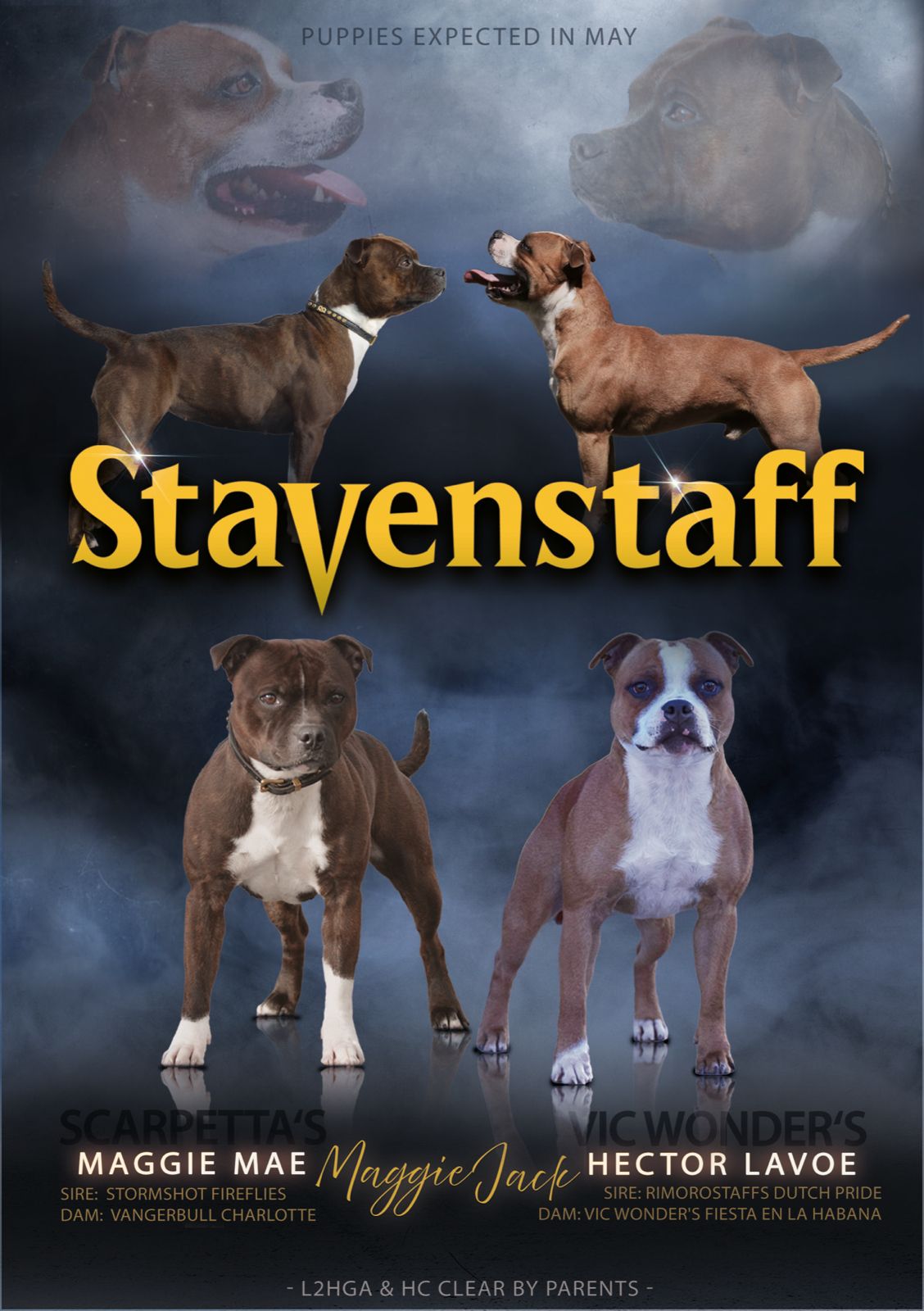 Staffordshire bull terrier