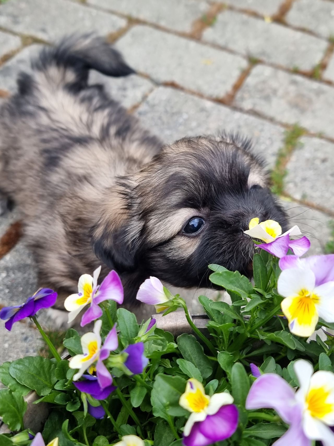 Tibetansk spaniel