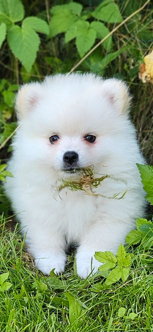 Kleinspitz