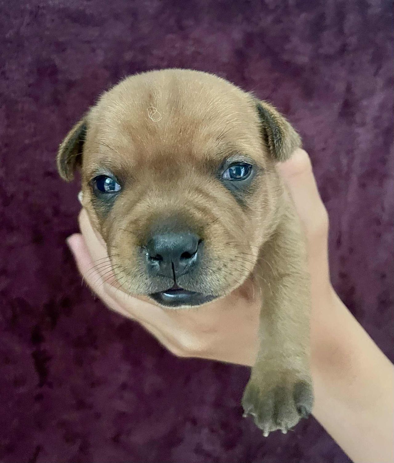 Staffordshire bull terrier