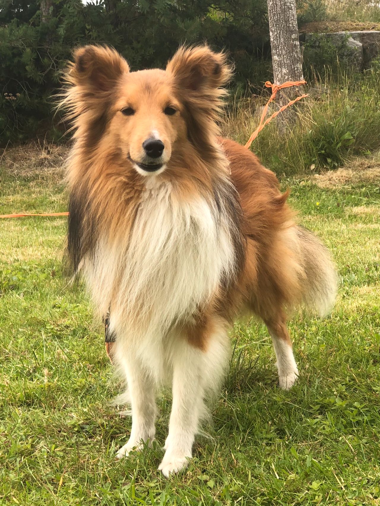 Shetland sheepdog