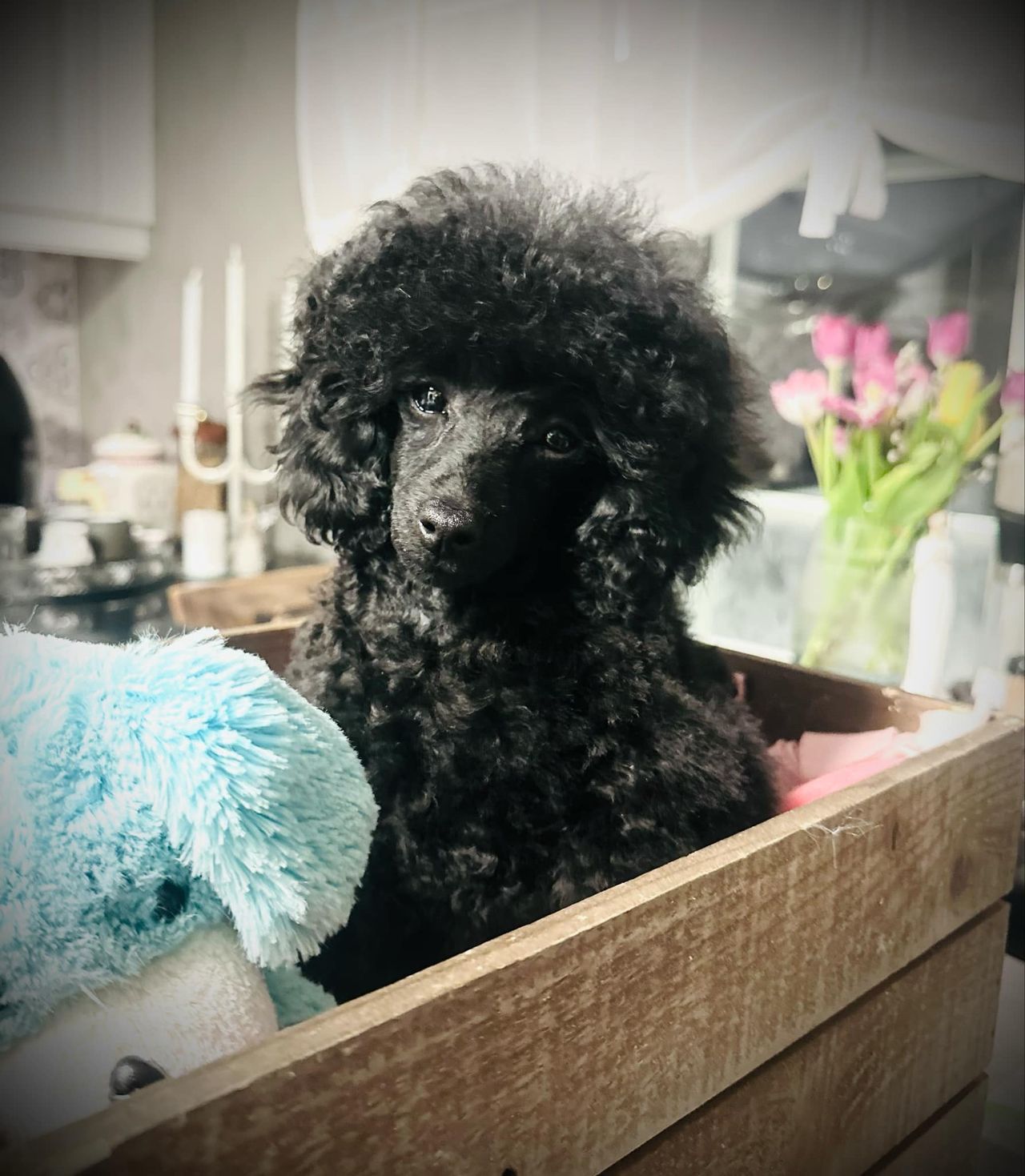 Toy puddel