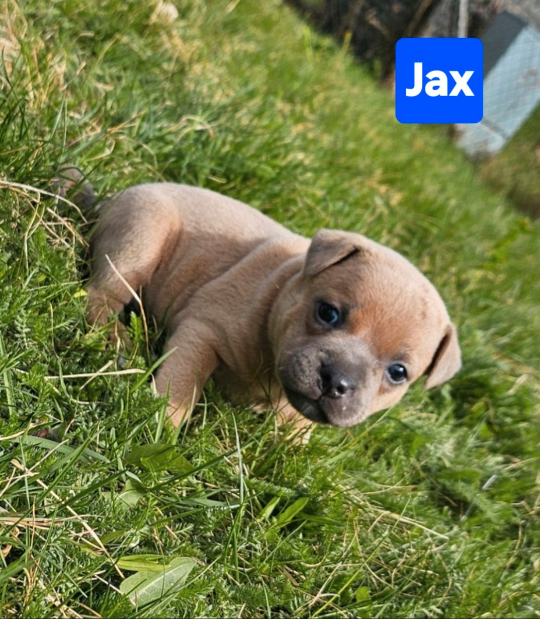 Staffordshire bull terrier