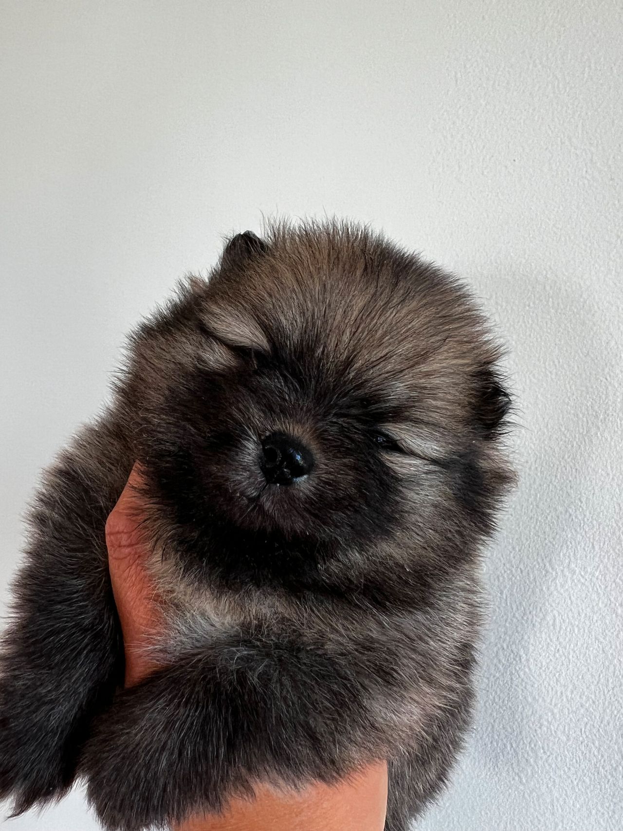 Pomeranian