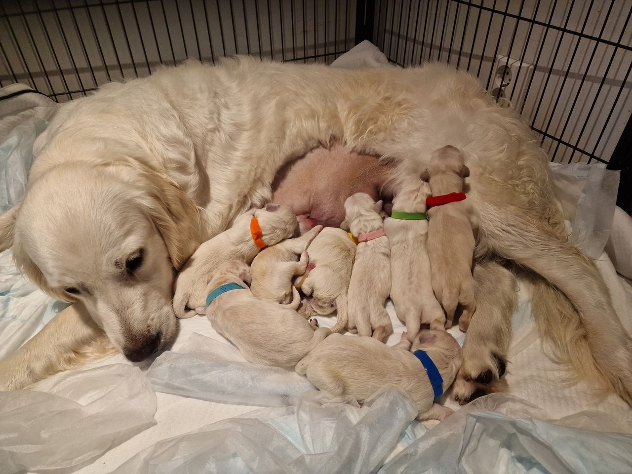 Golden retriever