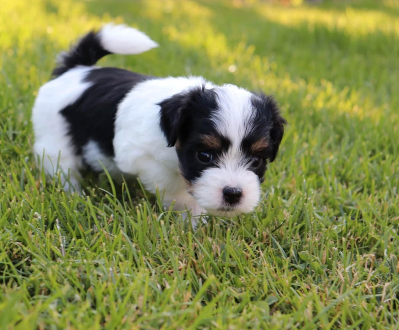 Bichon havanais