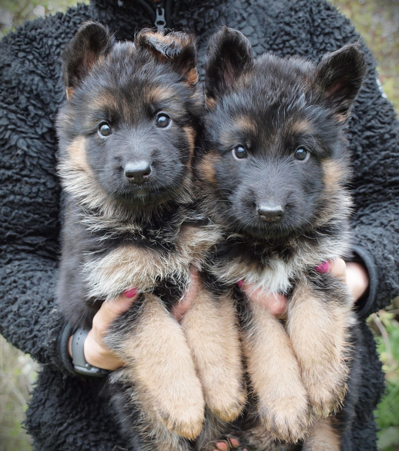 Schäferhund langhår