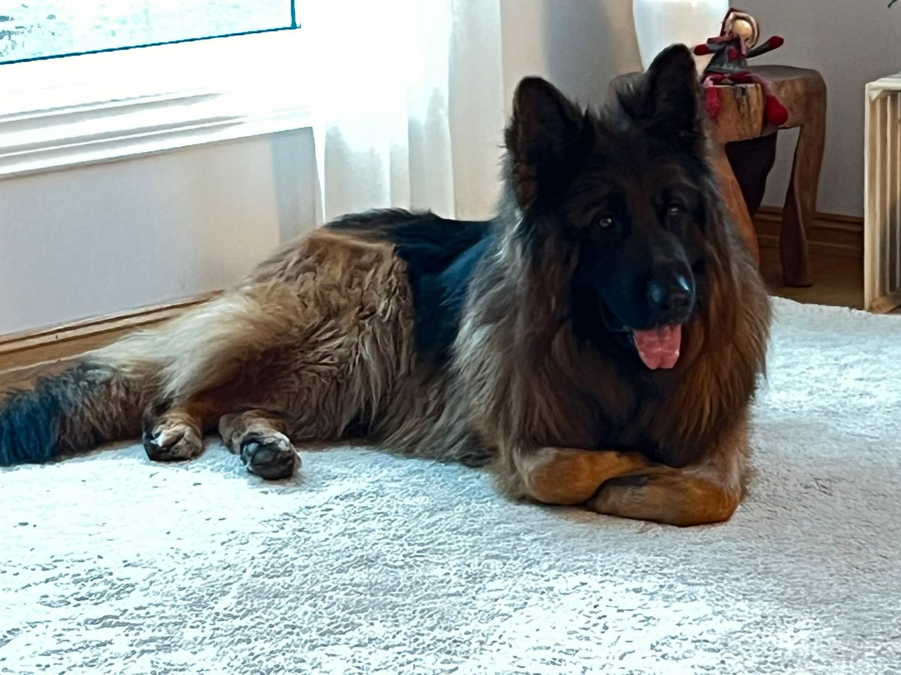 Schäferhund langhår