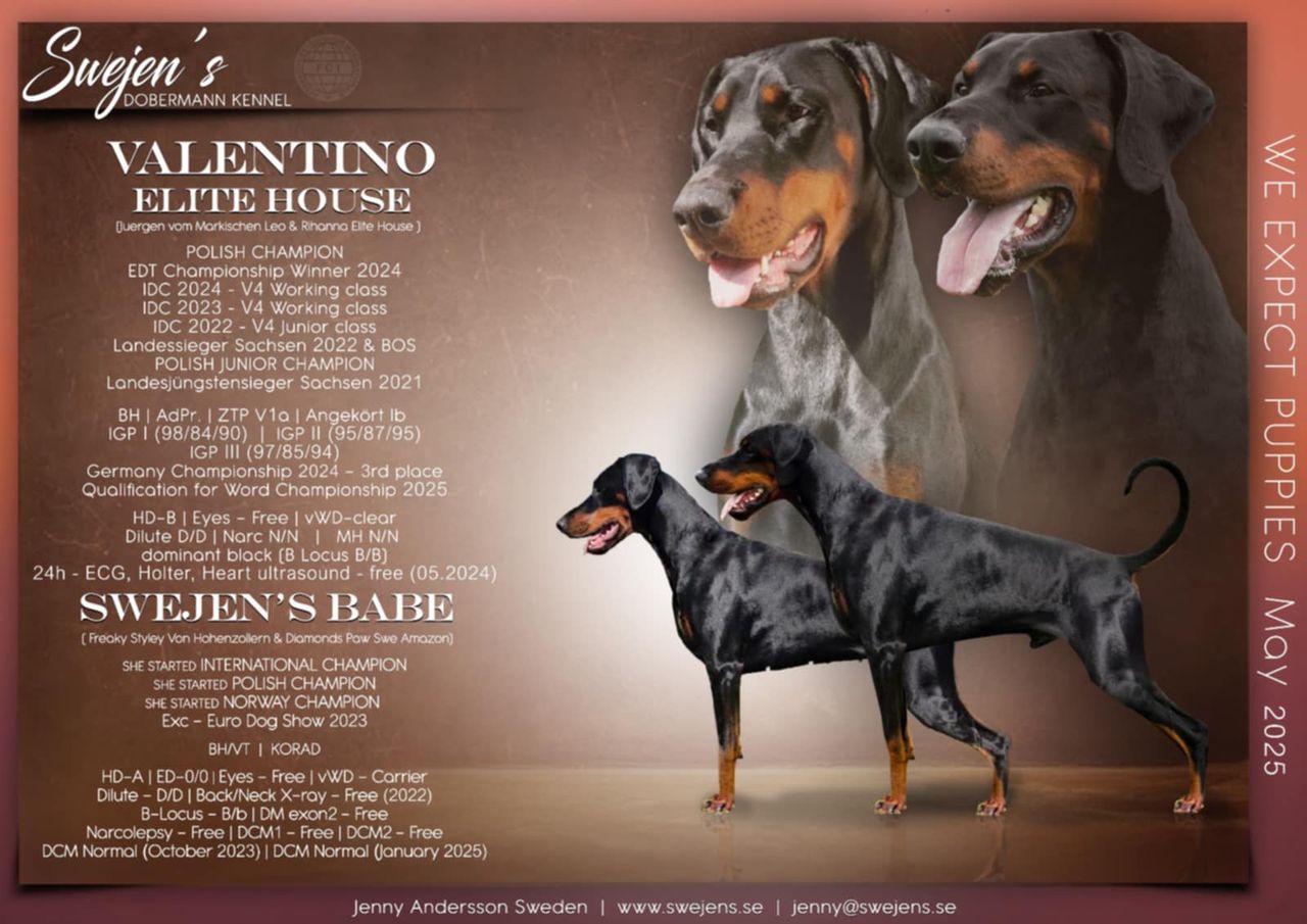 Dobermann