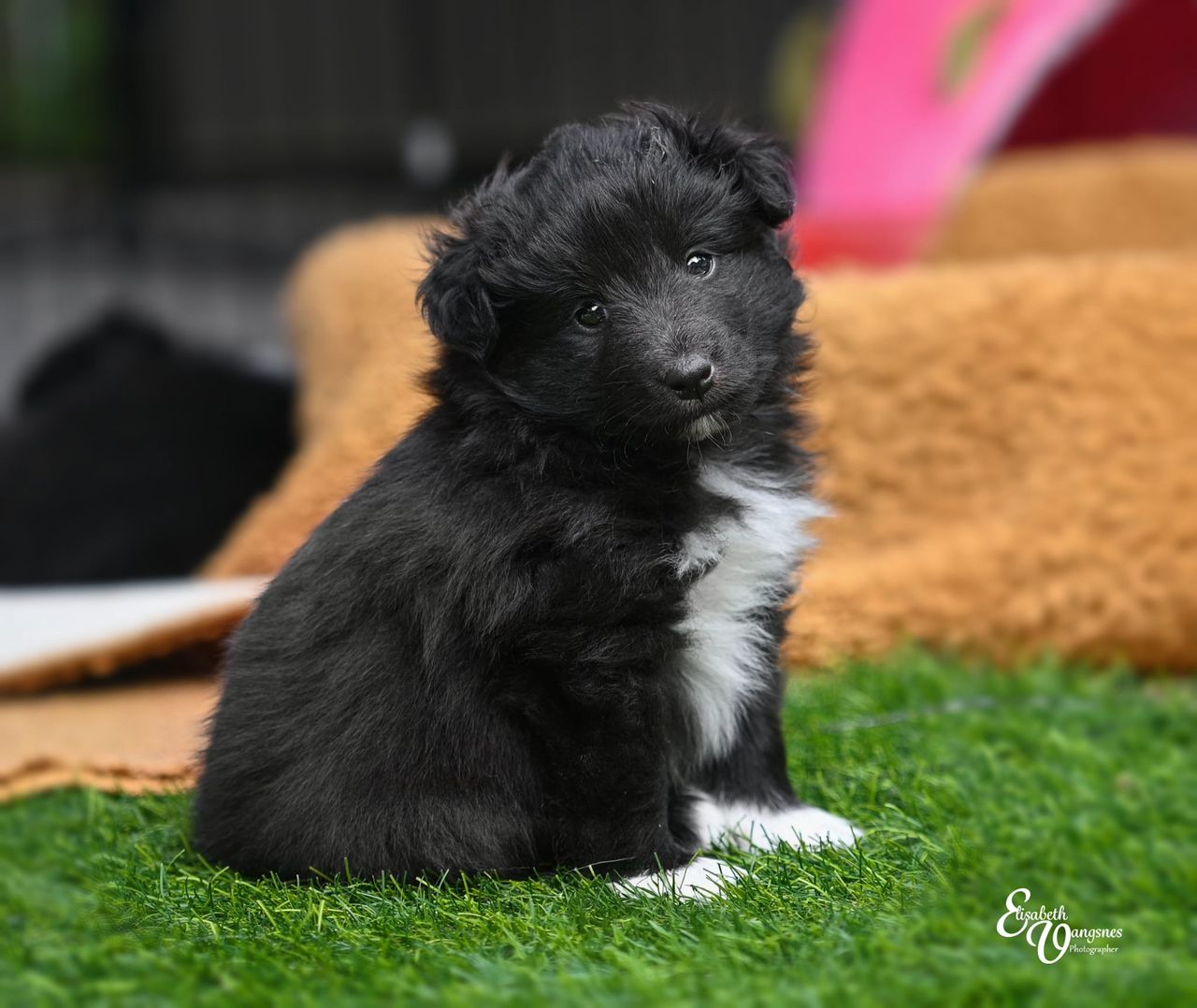 Shetland sheepdog