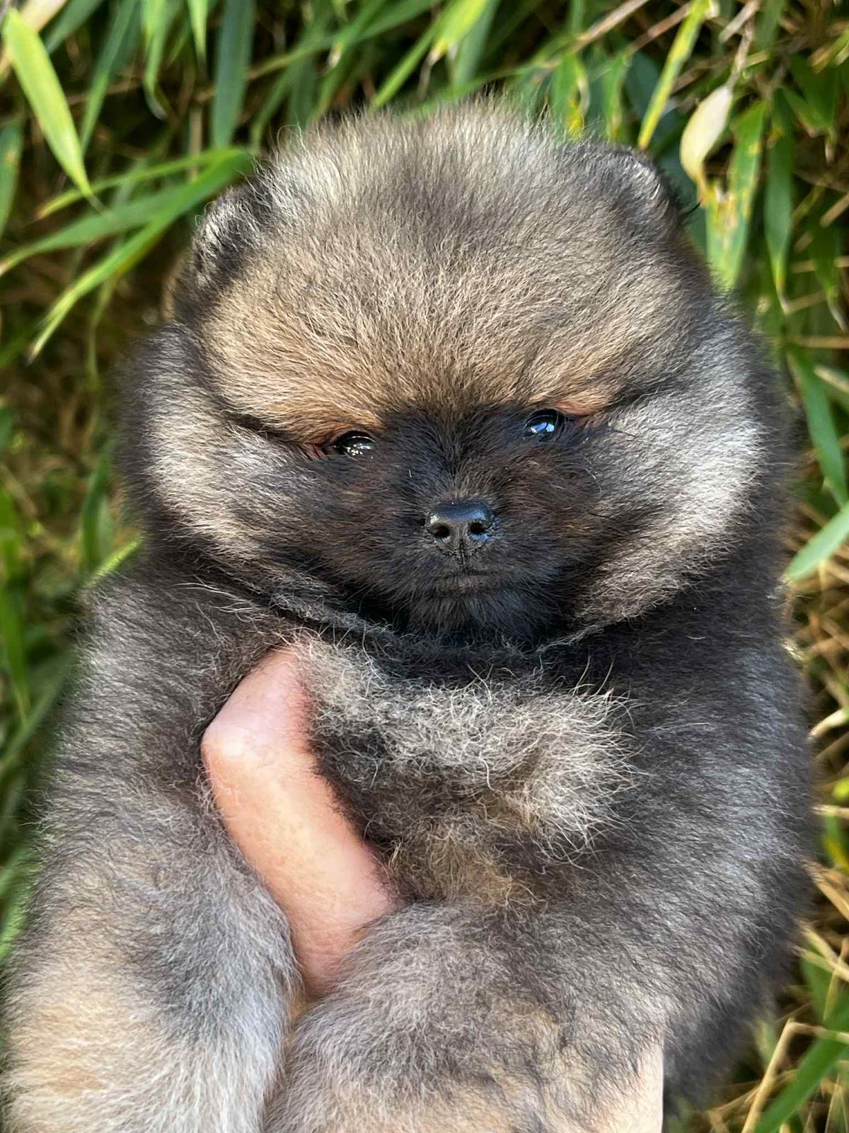Kleinspitz