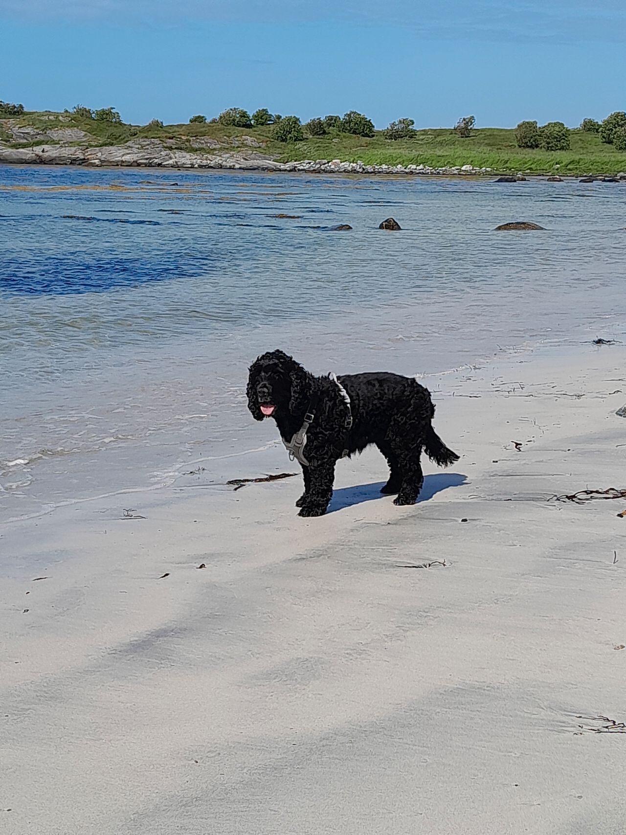 Cocker spaniel