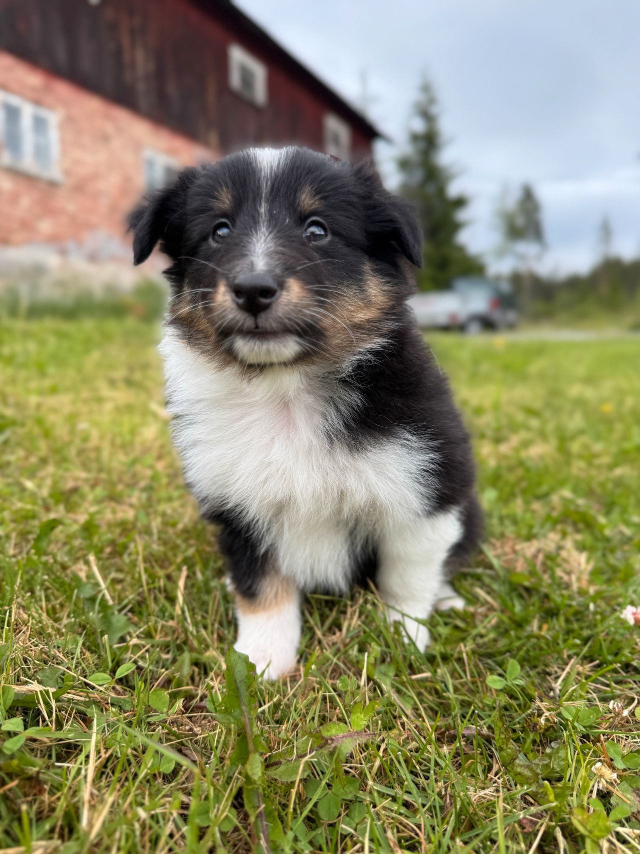 Shetland sheepdog