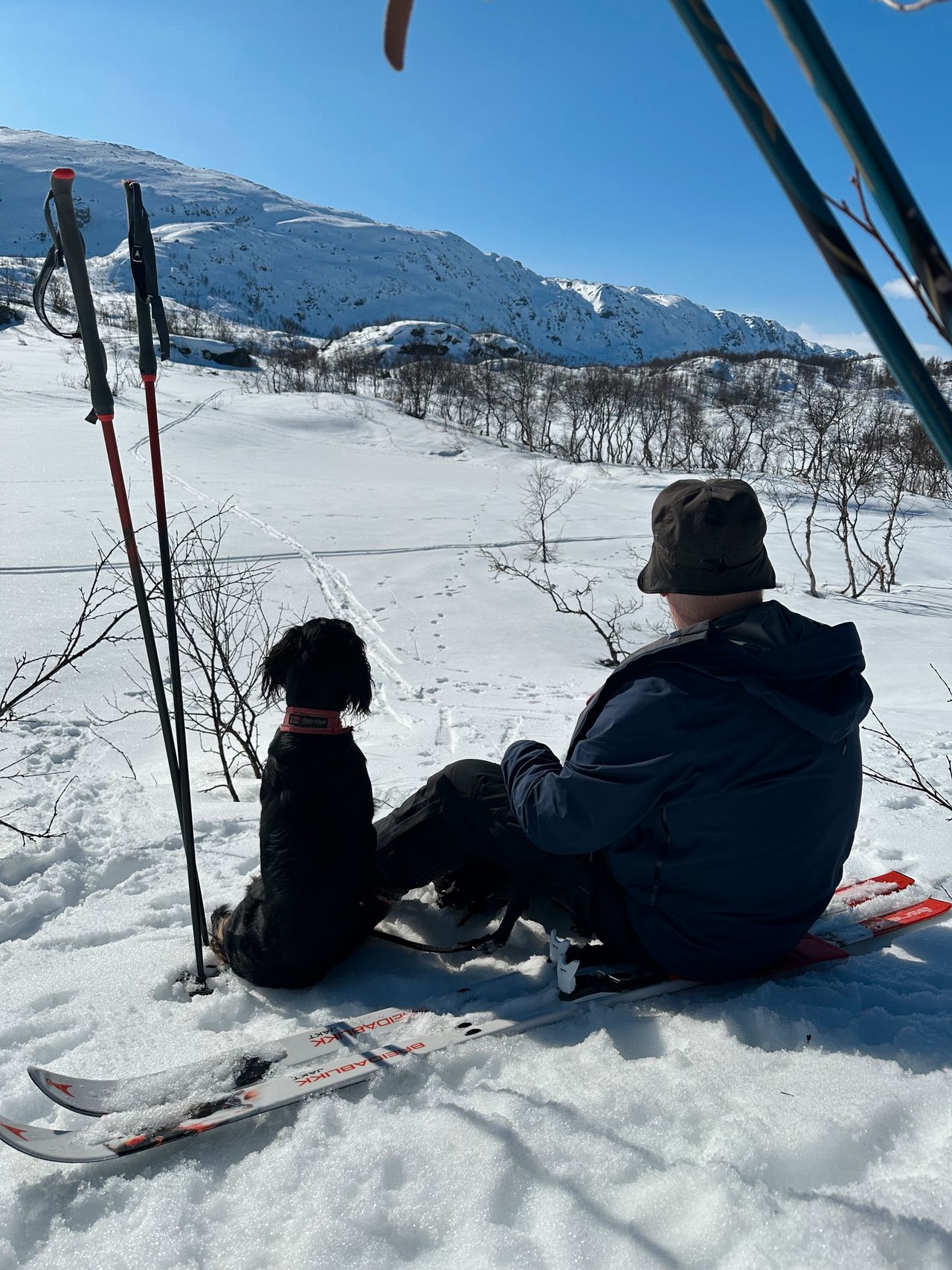 Gordon setter