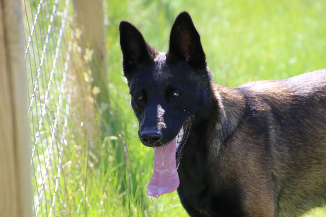 Belgisk fårehund, malinois