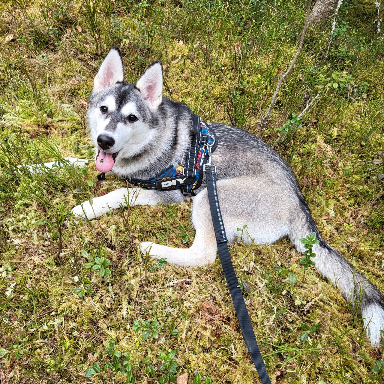 Siberian husky