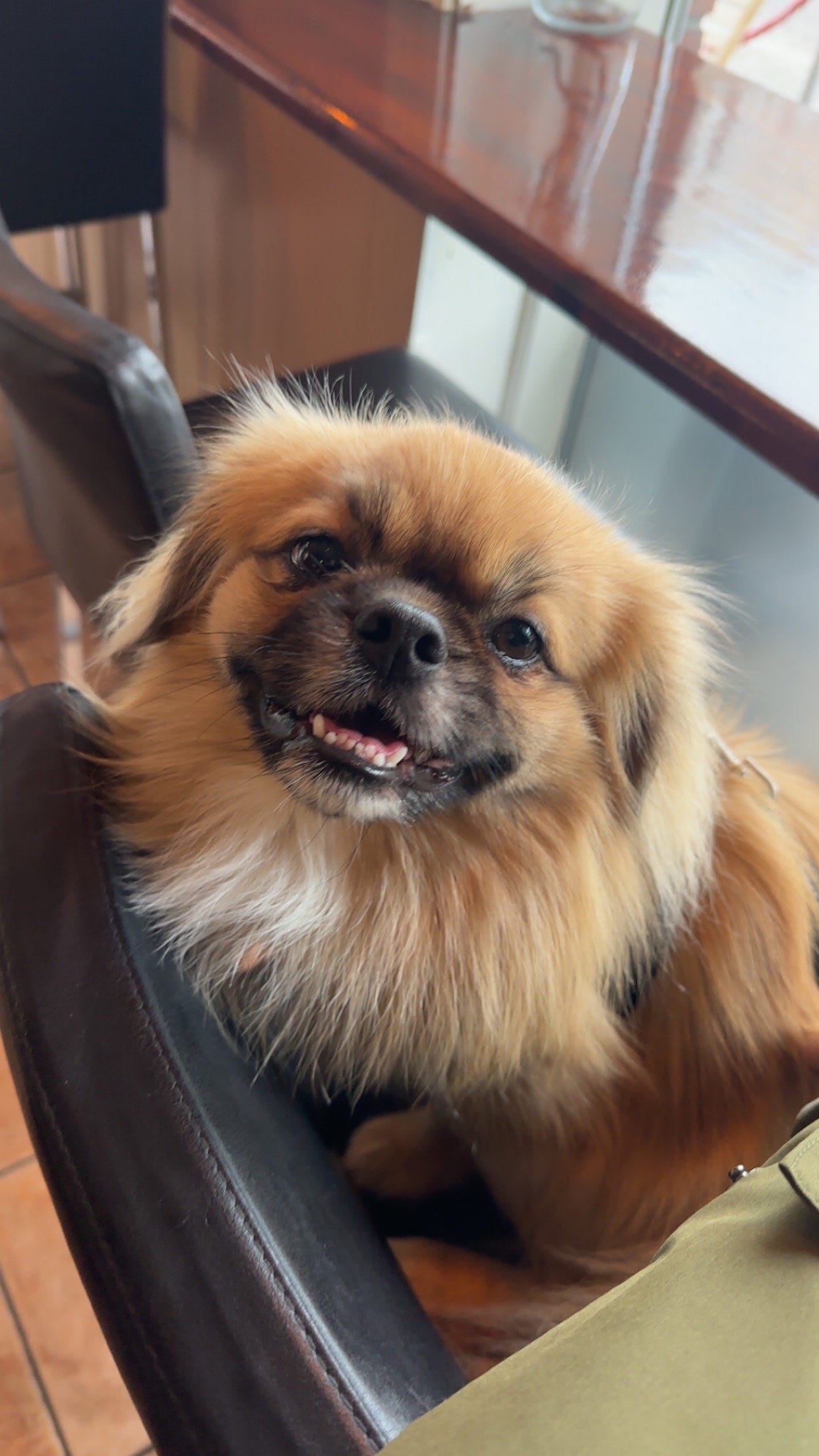 Tibetansk spaniel
