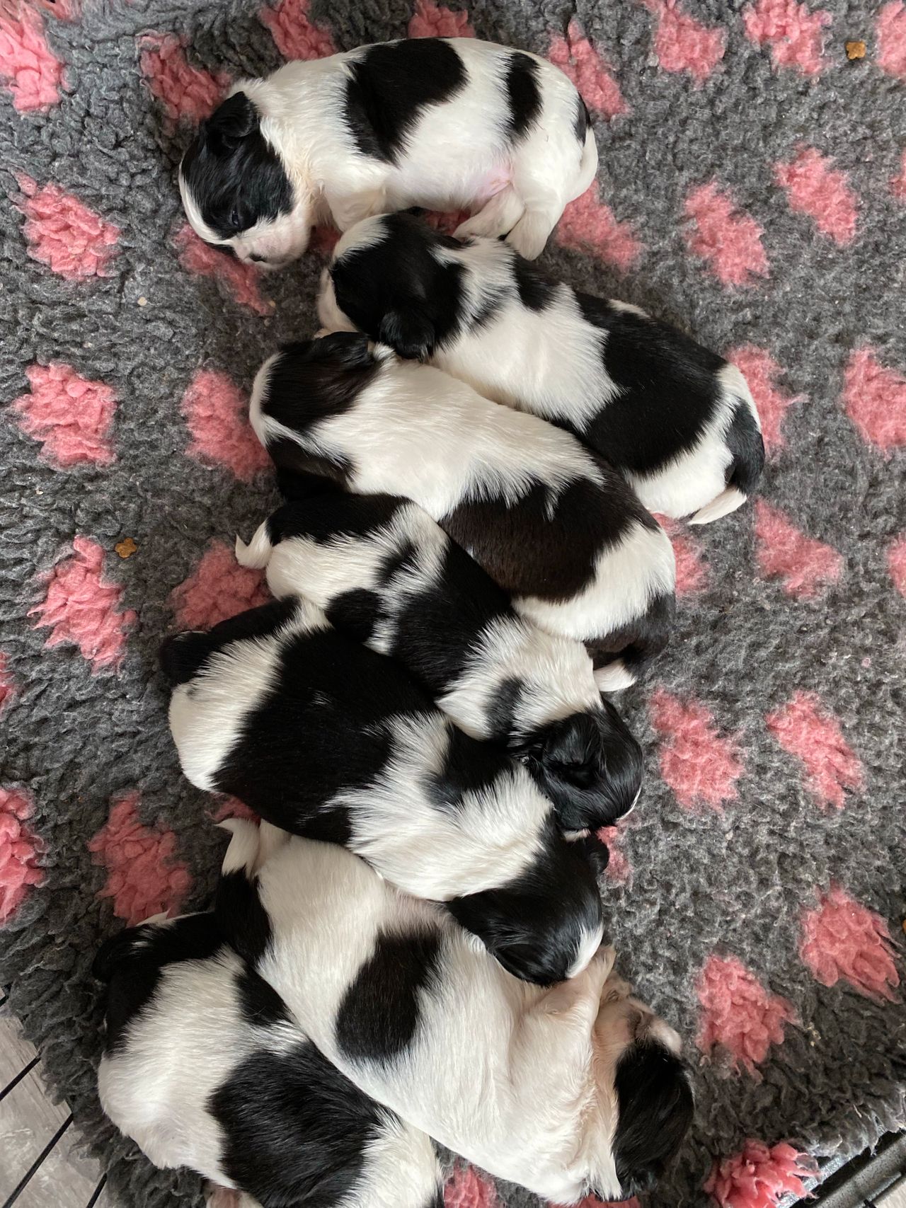Shih tzu