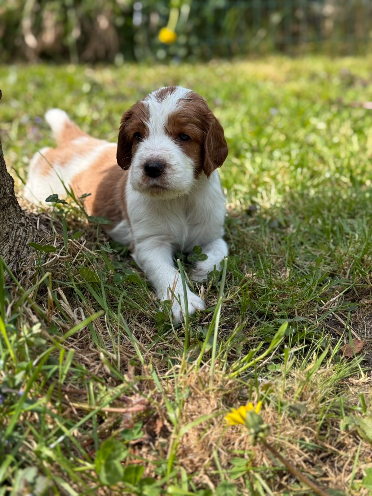 Welsh springer spaniel