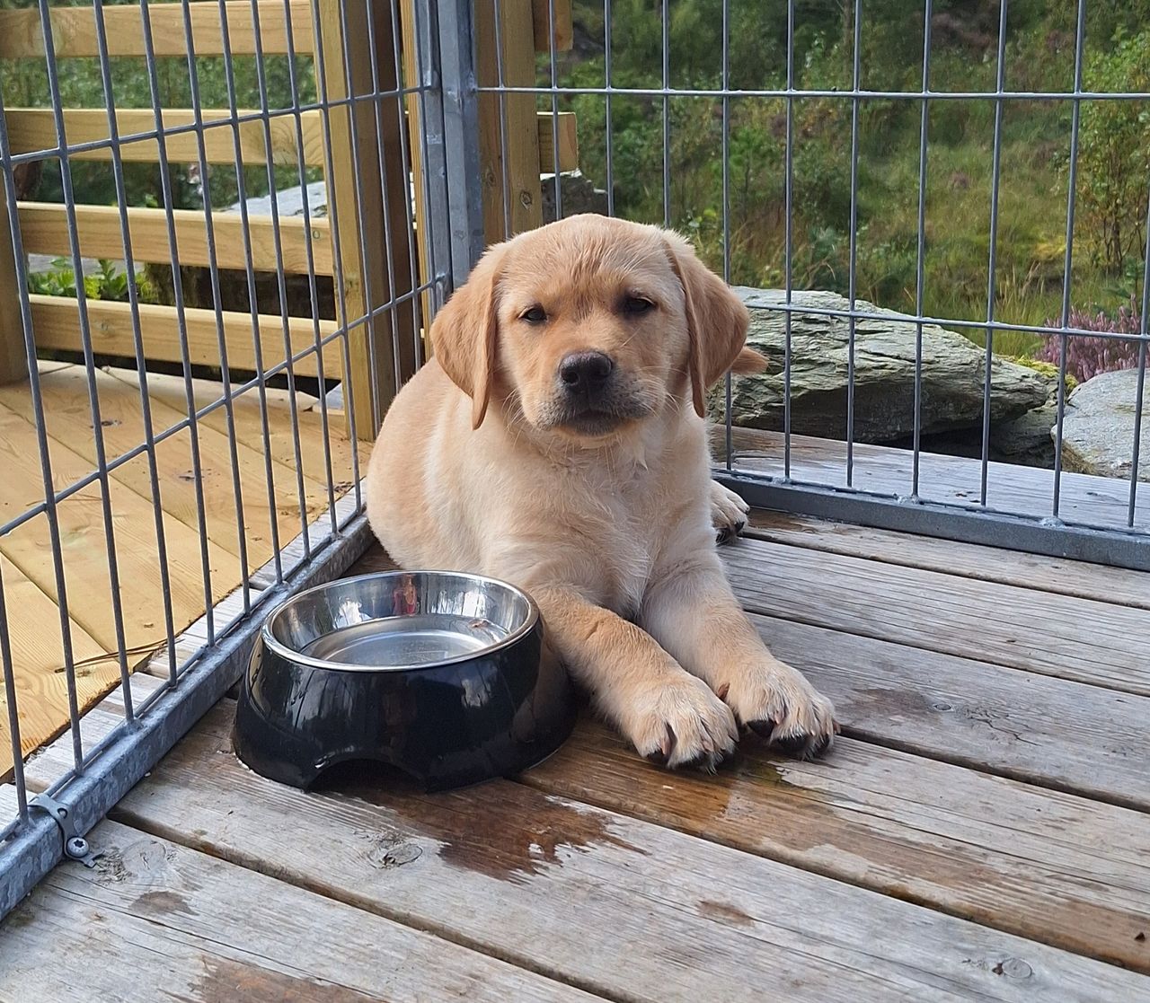 Labrador retriever