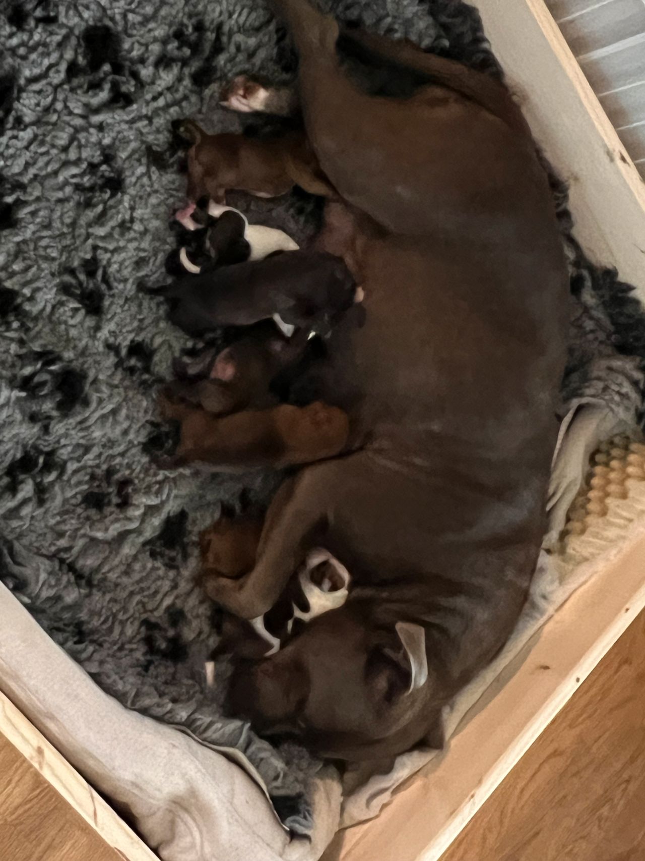Staffordshire bull terrier