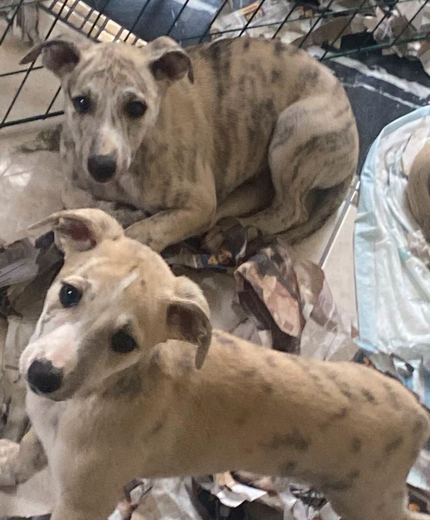 Whippet