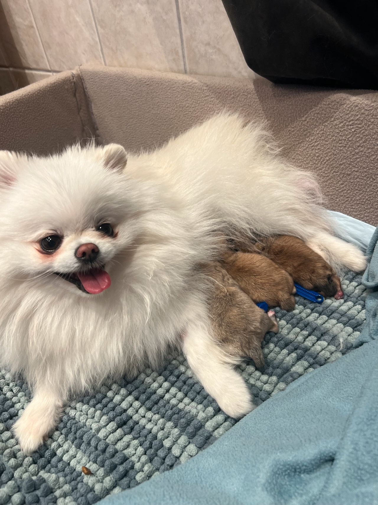 Pomeranian