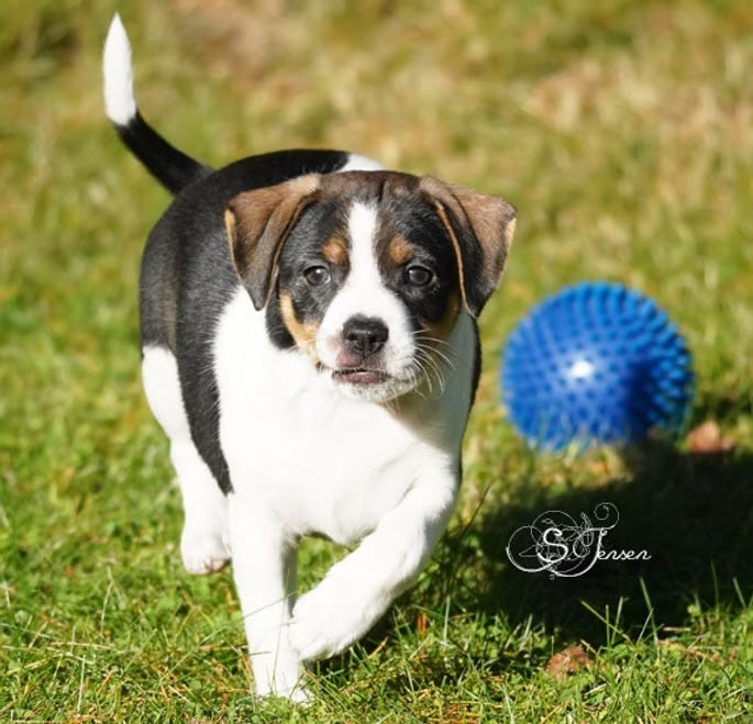 Dansk-svensk gårdshund