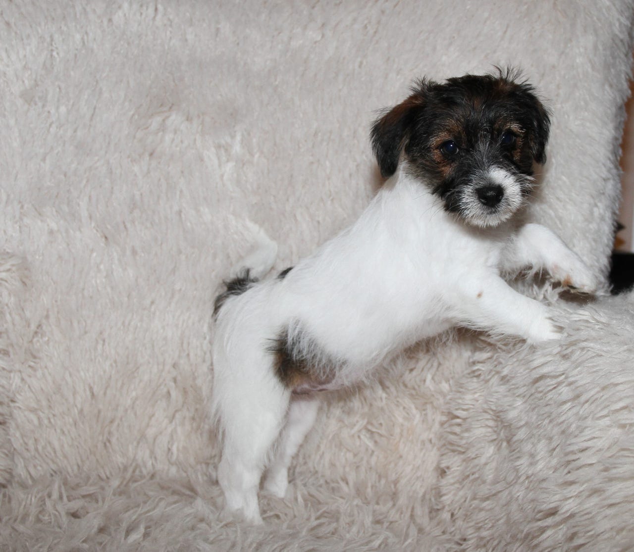 Jack russell terrier