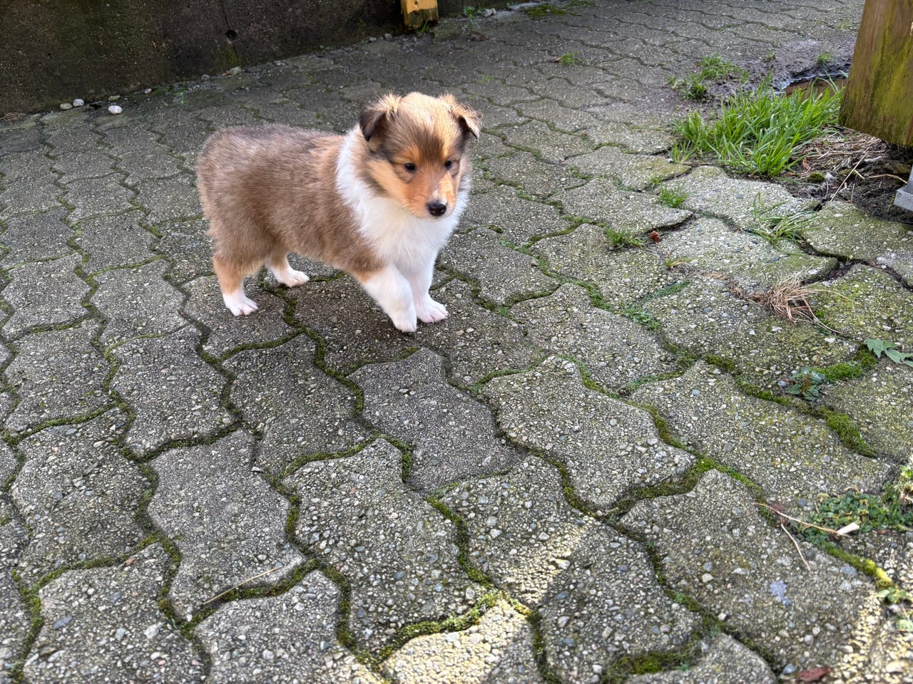 Collie langhåret