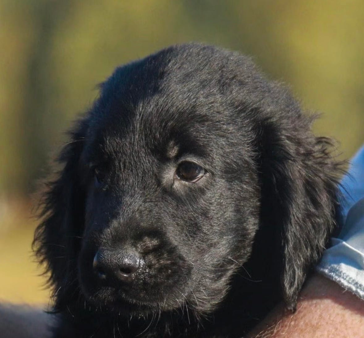 Flat coated retriever