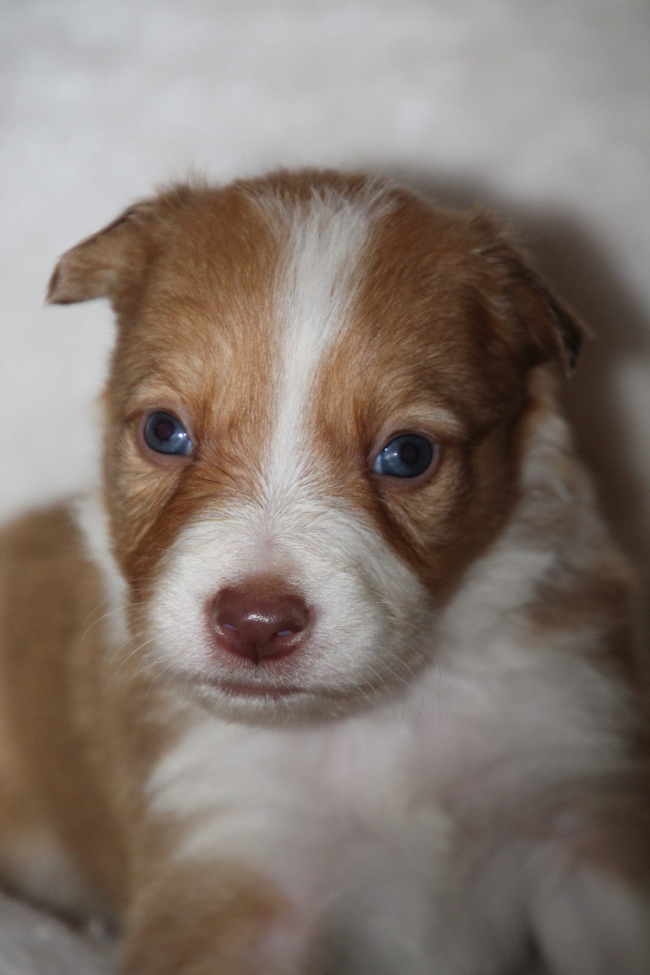 Border collie
