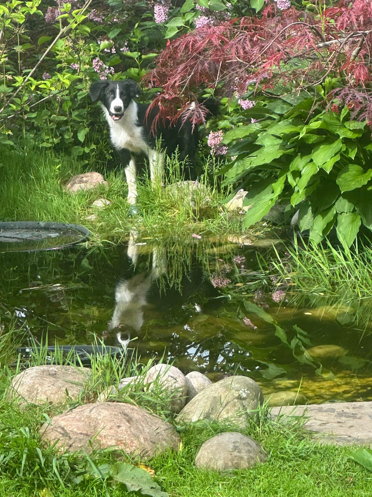 Border collie