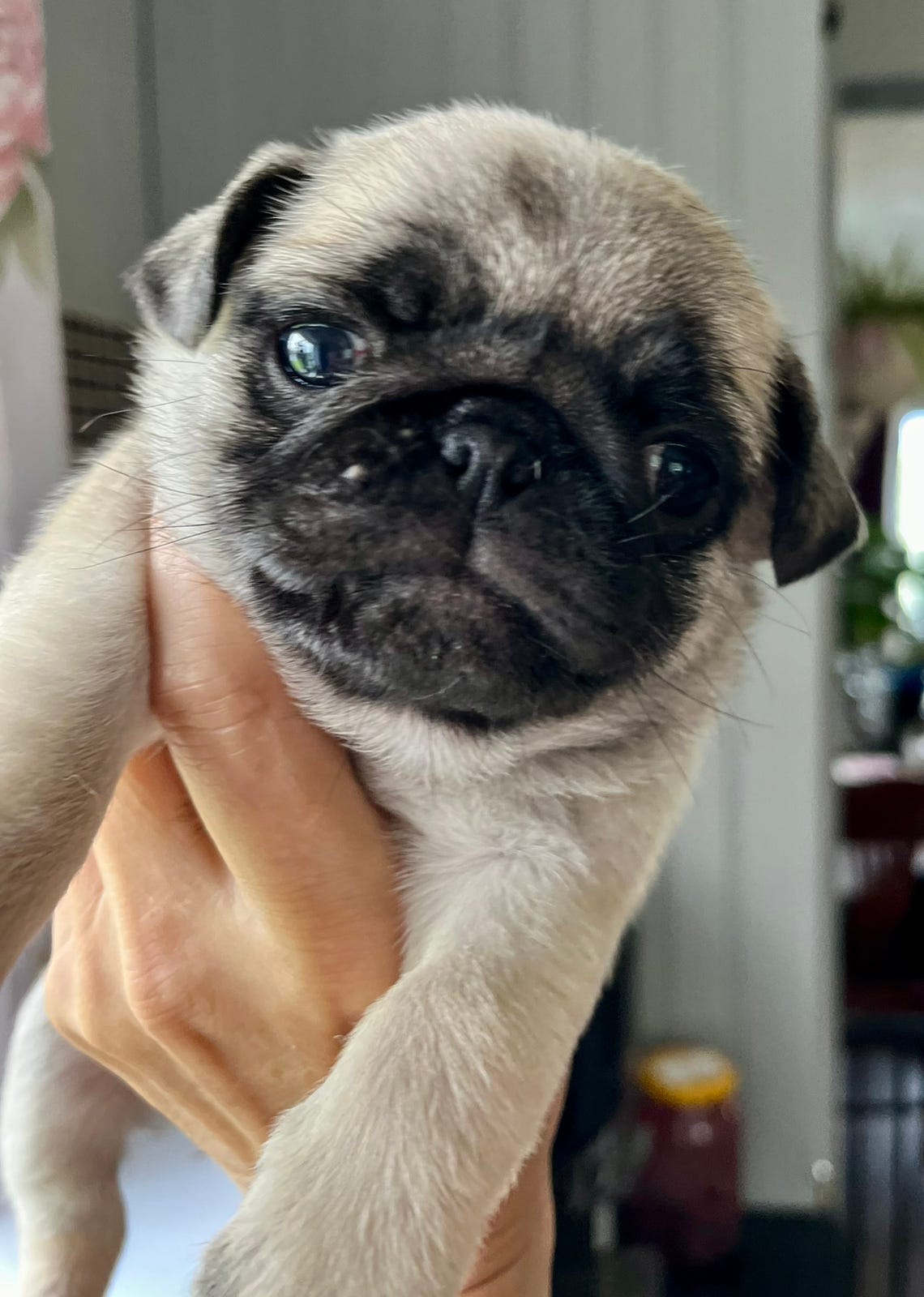 Mops