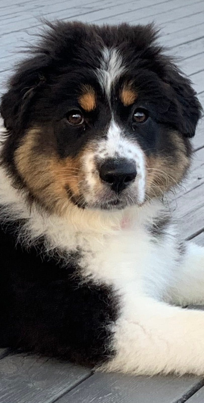 Australian shepherd