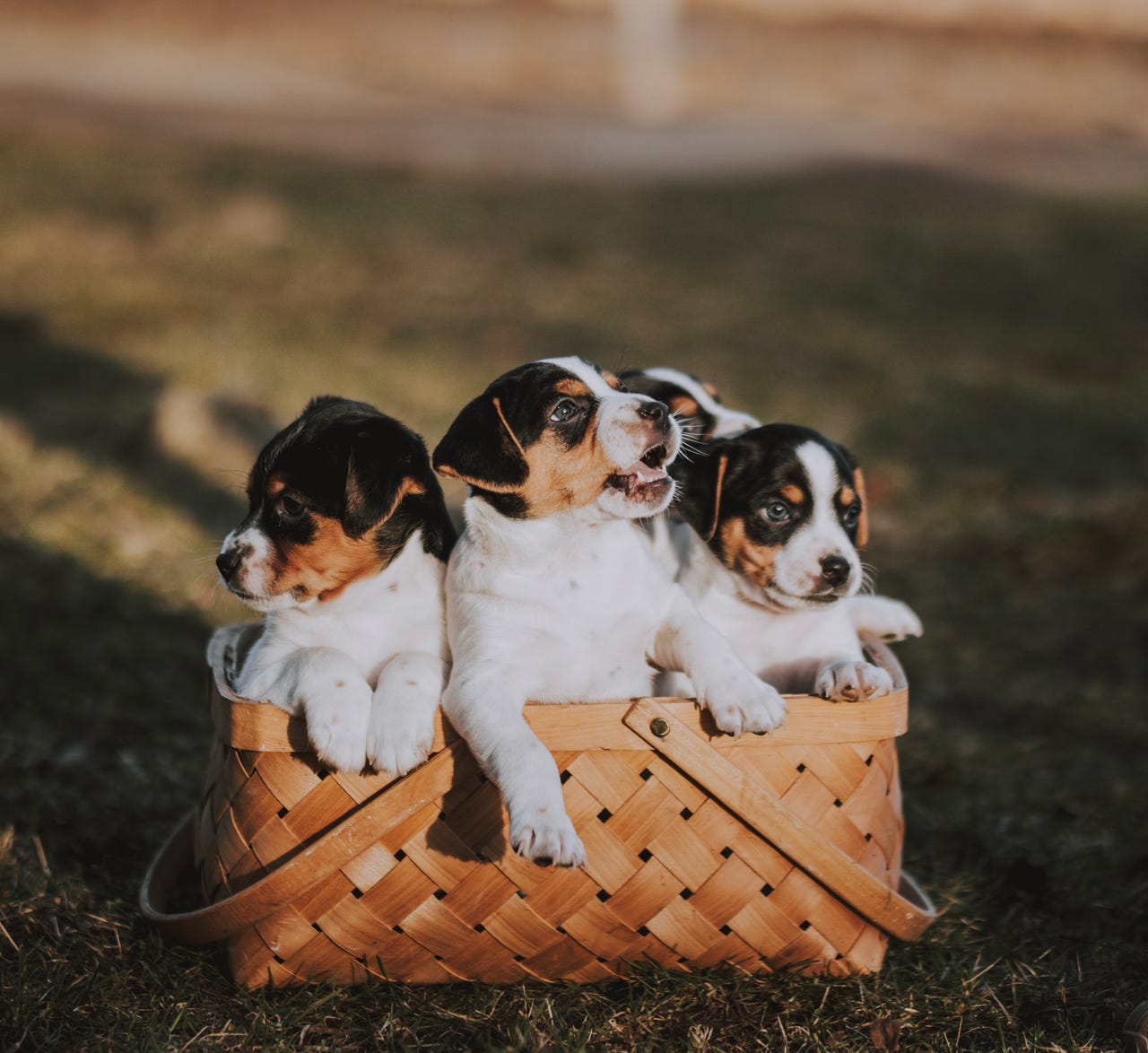 Dansk-svensk gårdshund