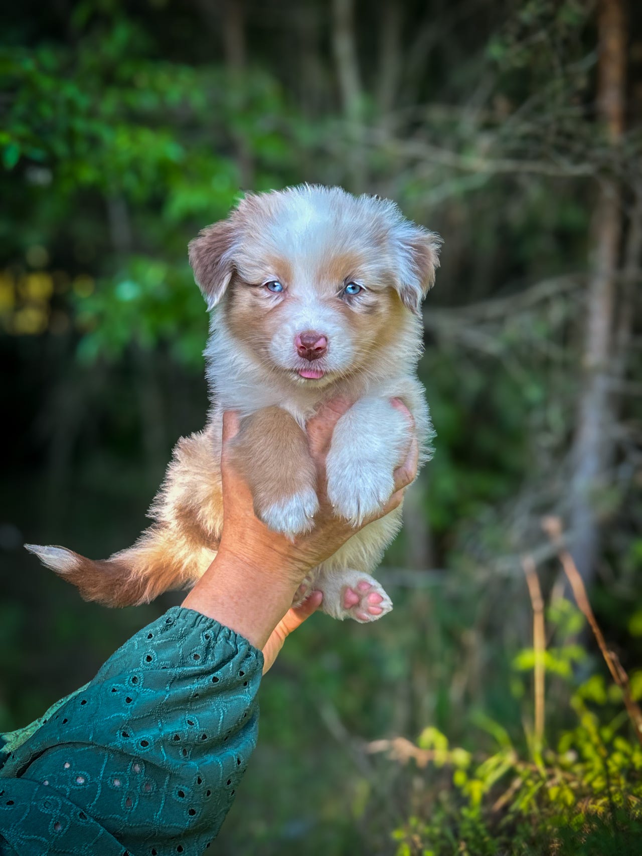 Australian shepherd