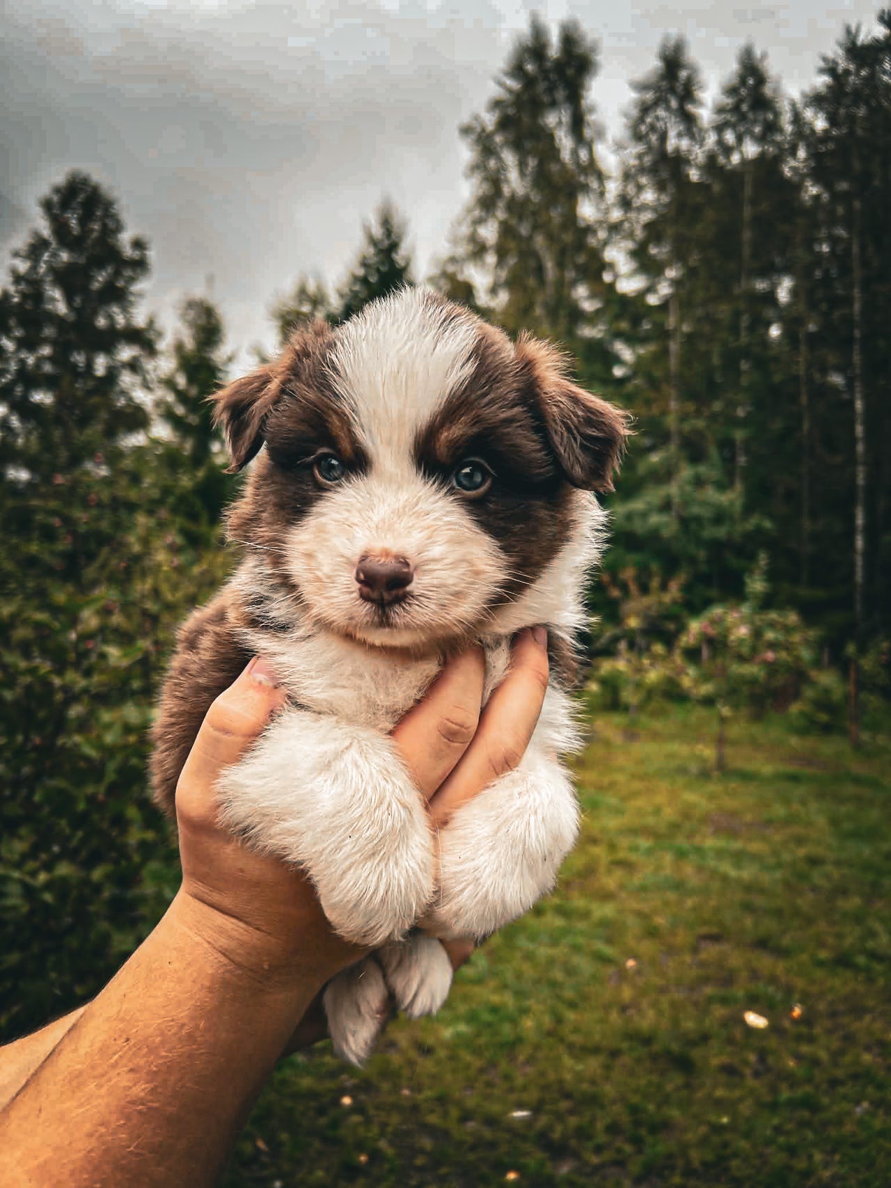 Australian shepherd