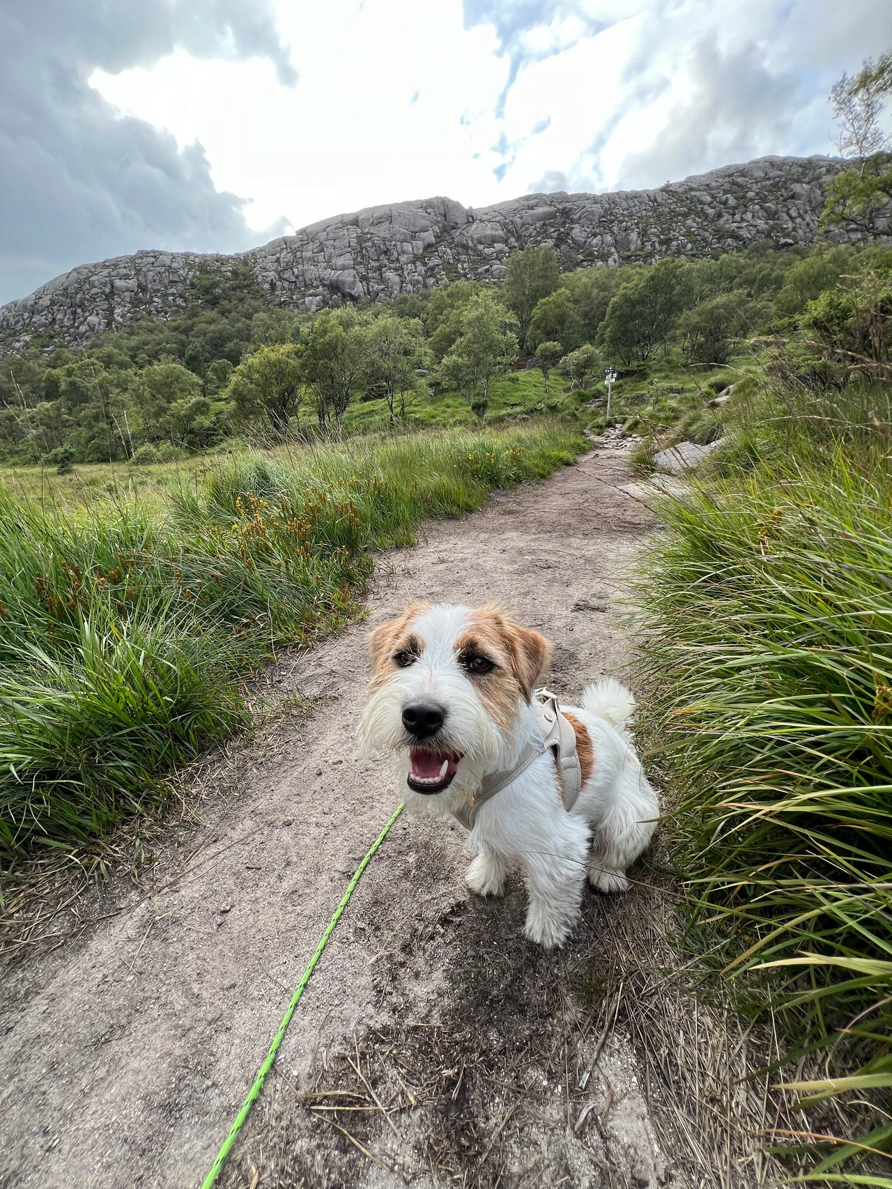 Jack russell terrier