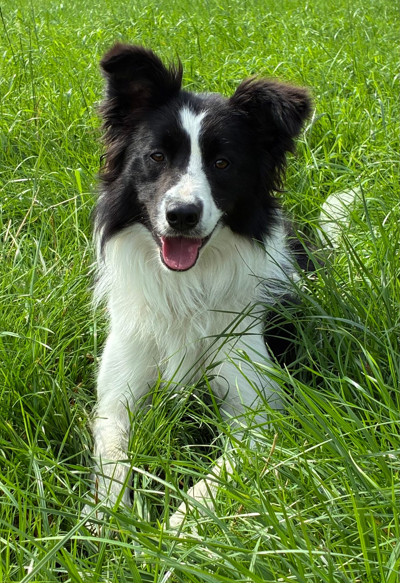Border collie