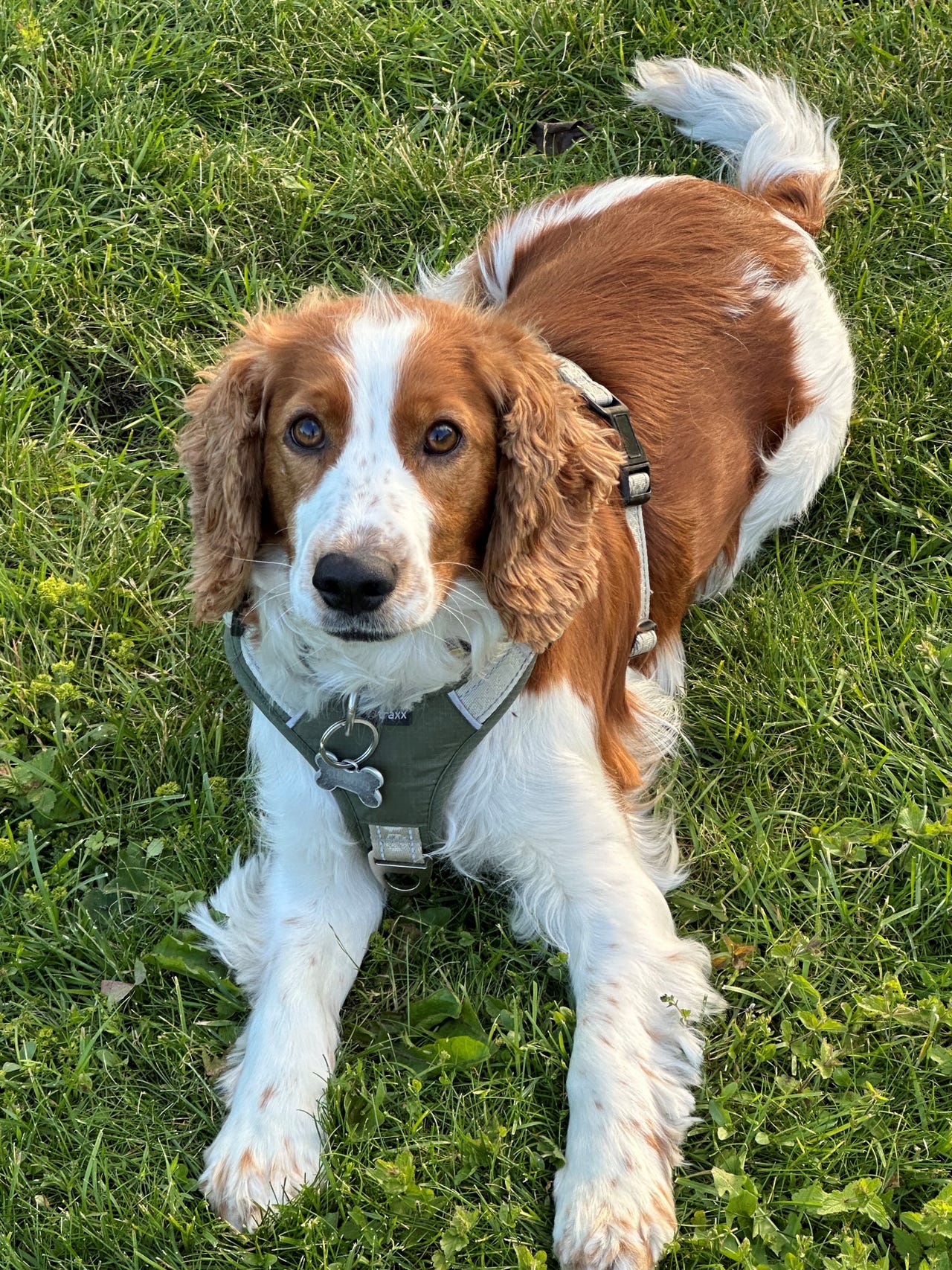Welsh springer spaniel