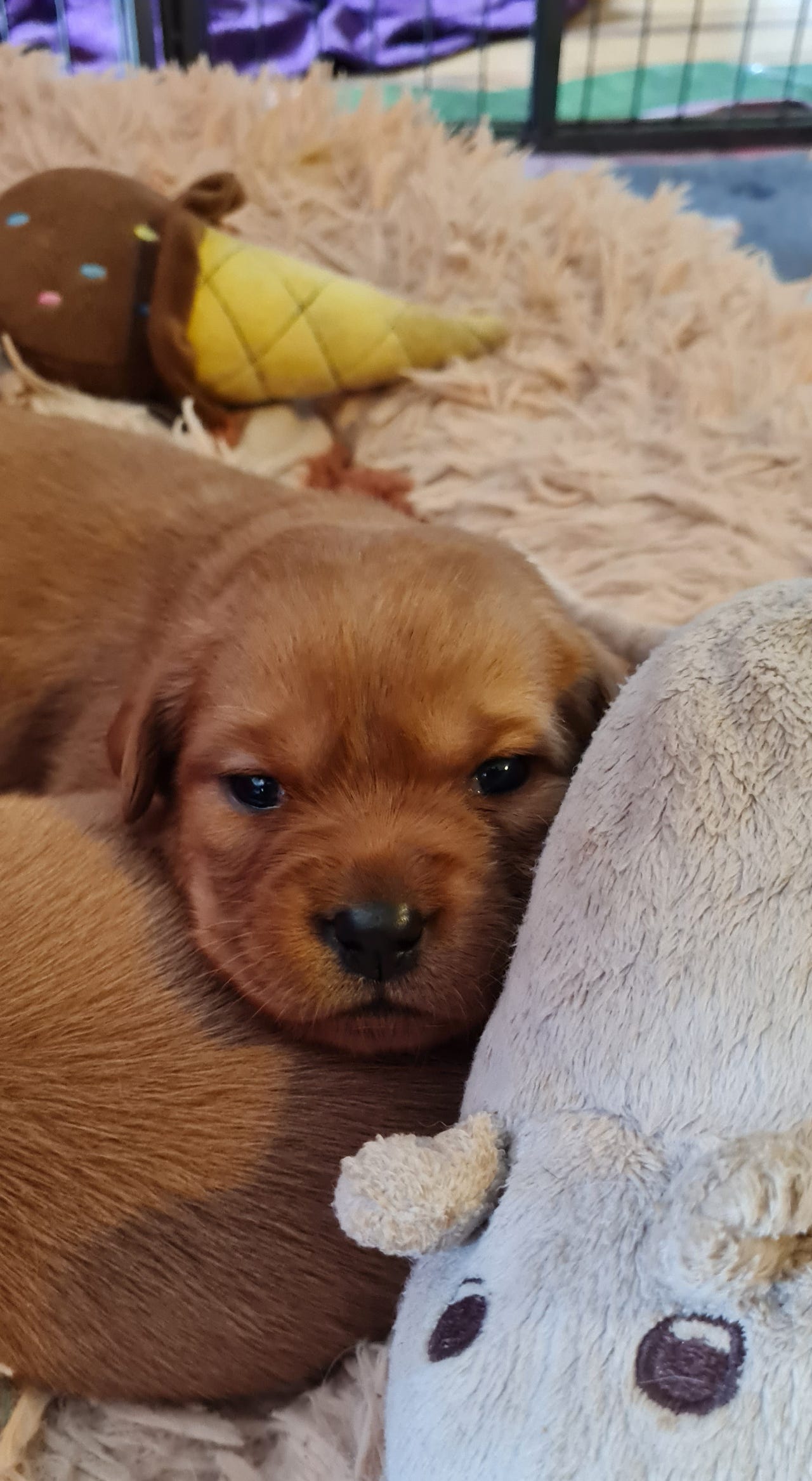Labrador retriever