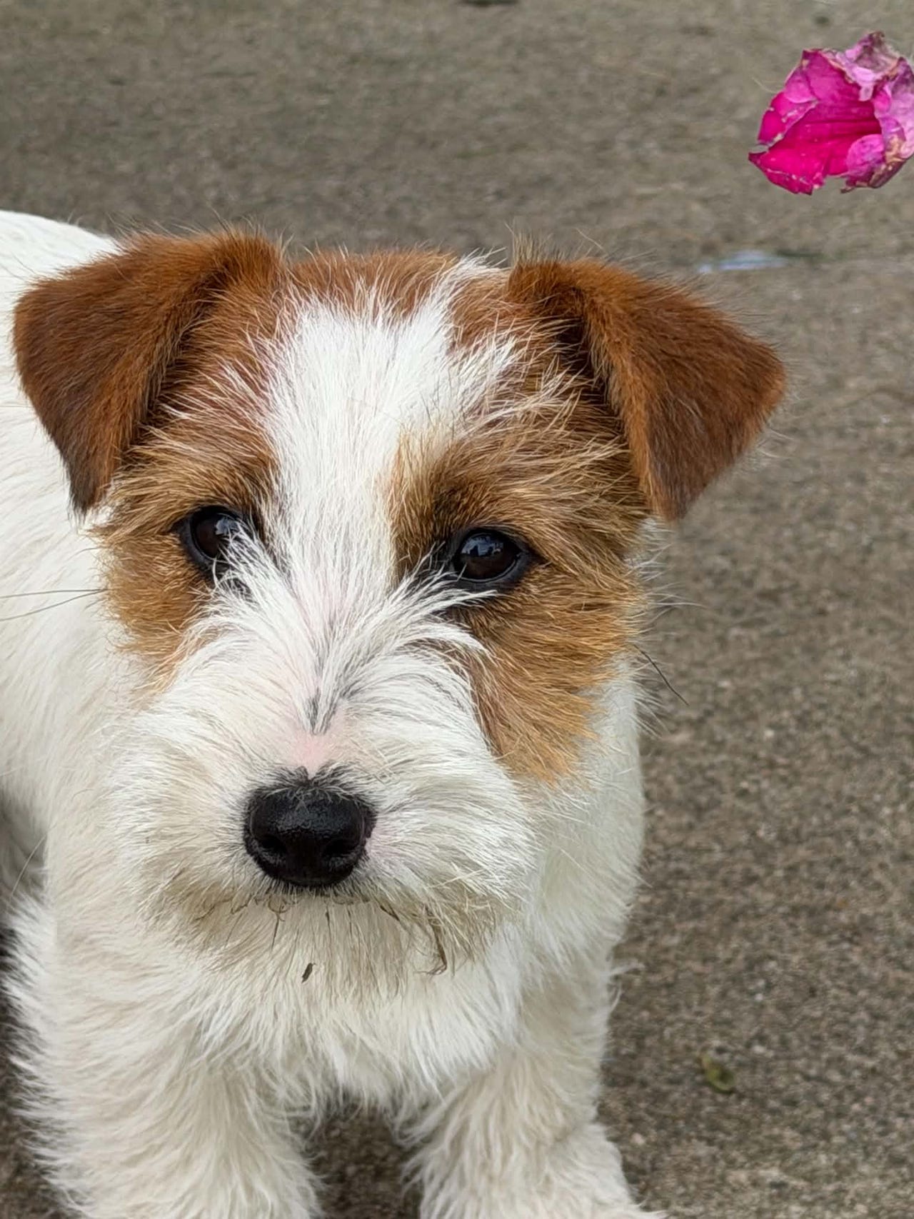 Jack russell terrier