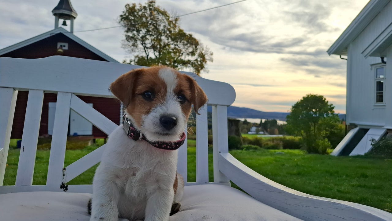 Jack russell terrier