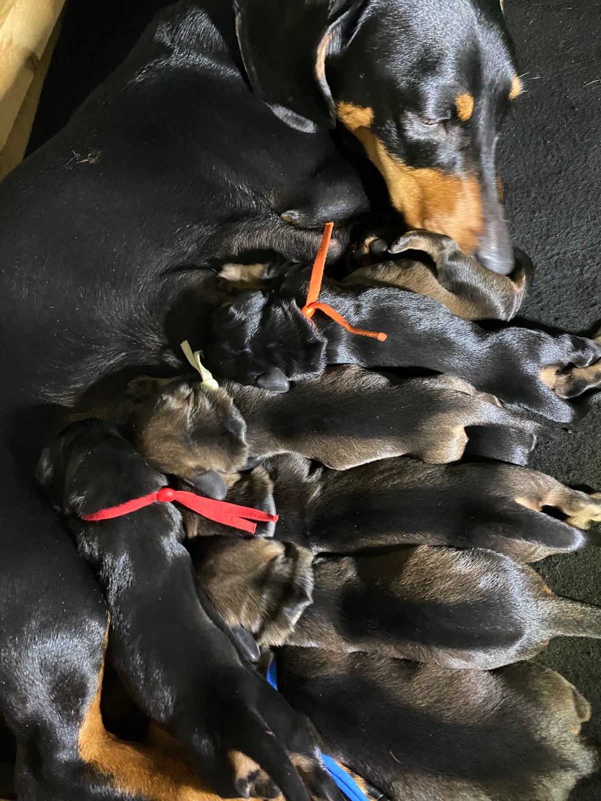 Dvergdachshund korthåret