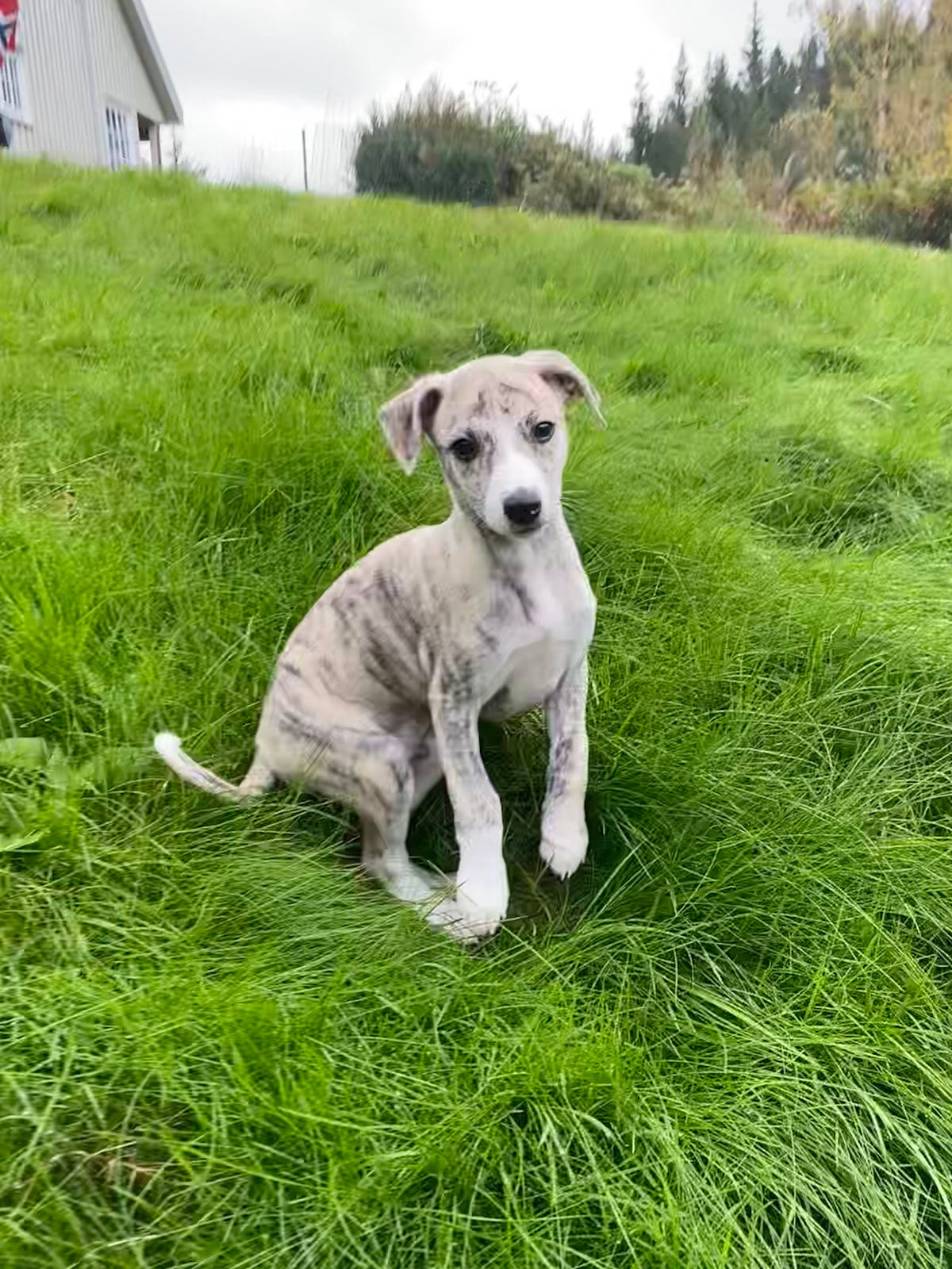 Whippet