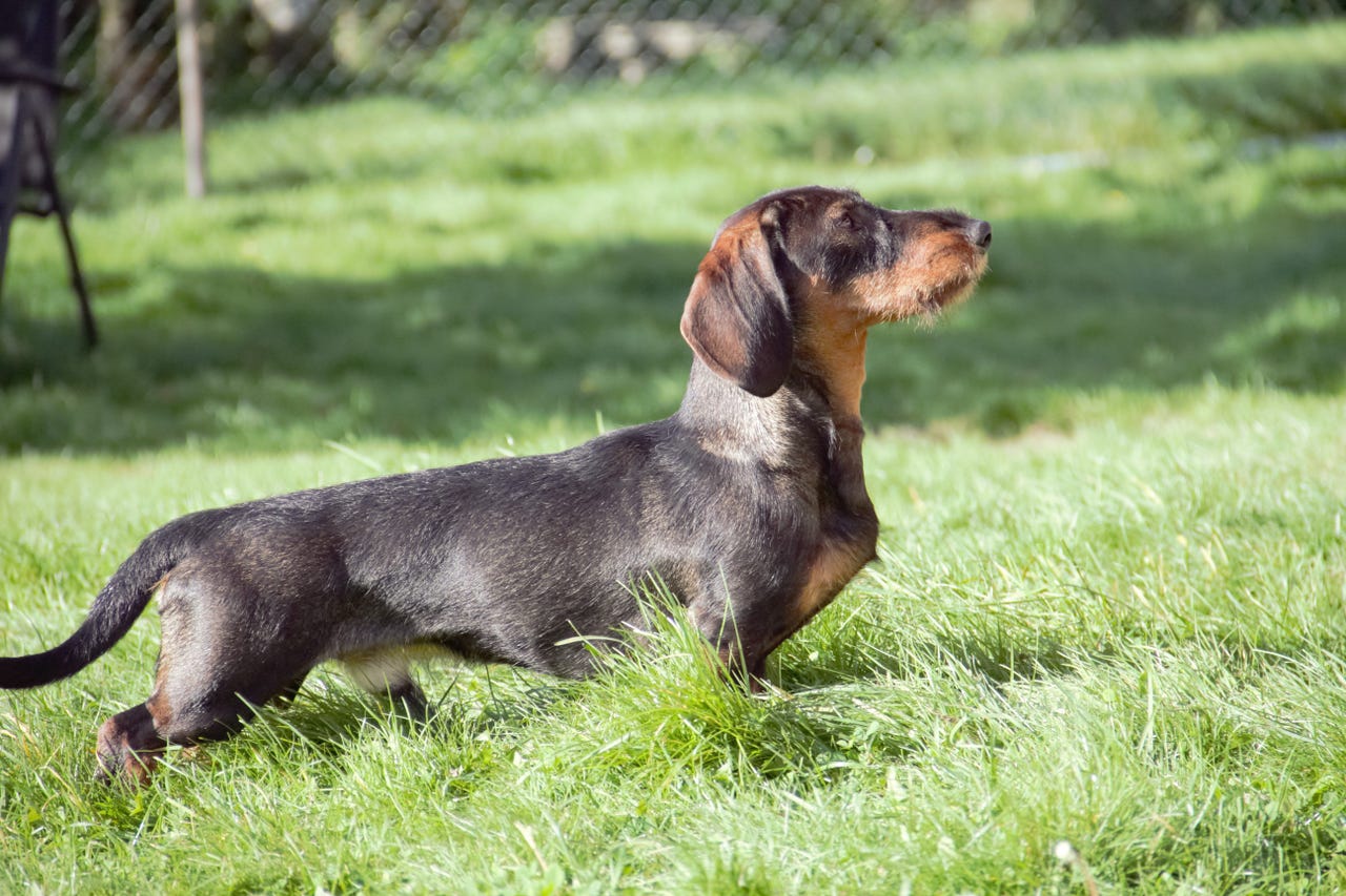 Dachshund strihåret