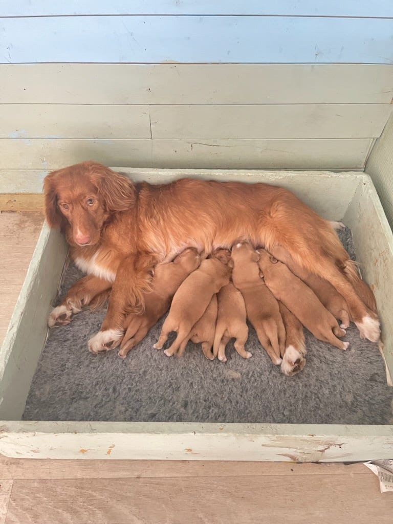 Nova scotia duck tolling retriever